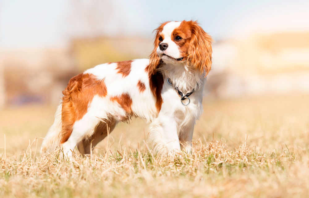 Cavalier King Charles Spaniel Dog Breed